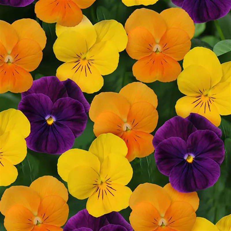 Sorbet® XP Harvest Mix Viola Plant