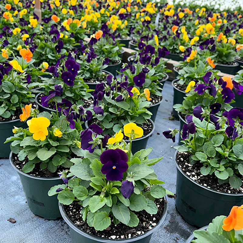 Sorbet® XP Harvest Mix Viola Plant