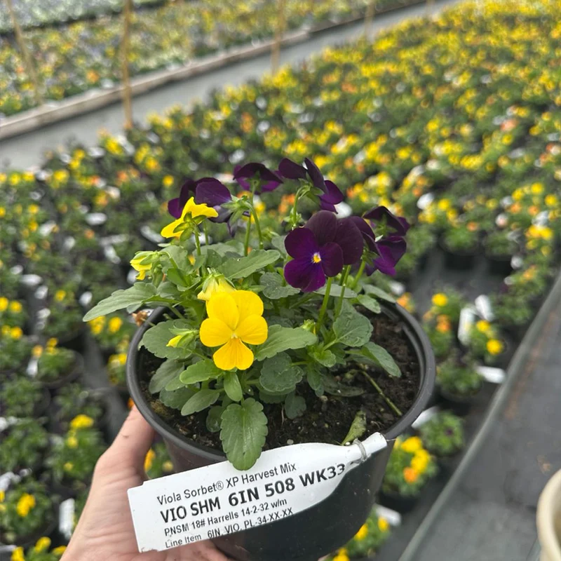 Sorbet® XP Harvest Mix Viola Plant