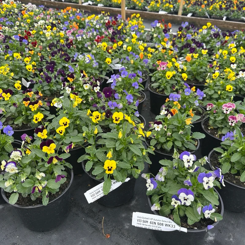 Sorbet® XP Autumn Select Mix Viola Plant