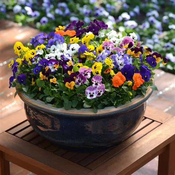 Sorbet® XP Autumn Select Mix Viola Plant