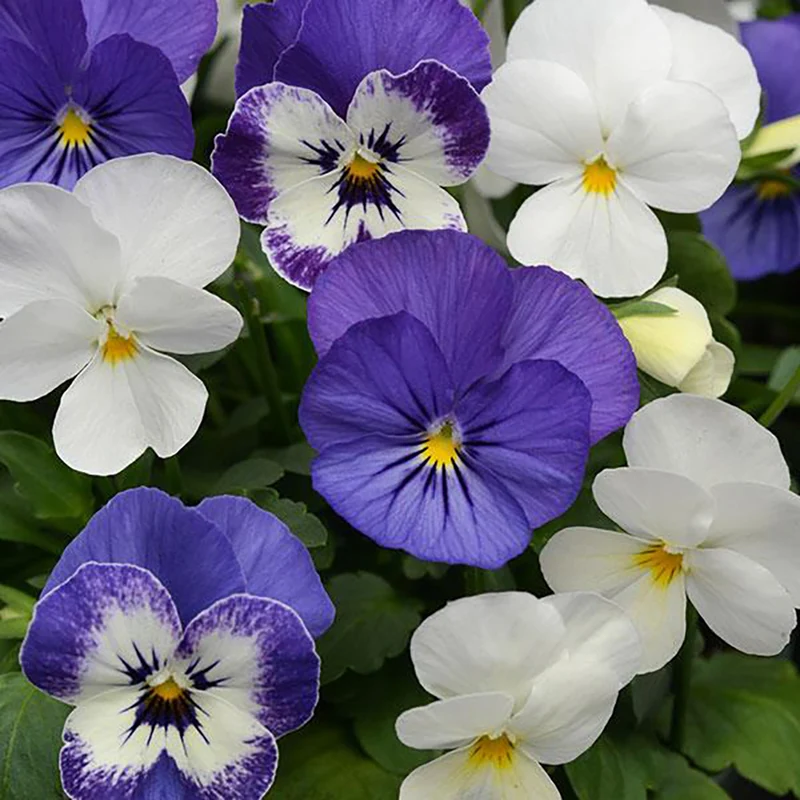 Sorbet® XP Blueberry Sundae Mix Viola Plant