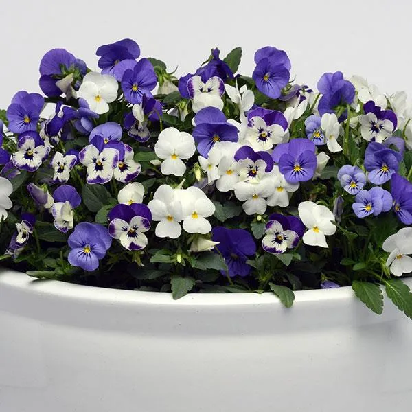 Sorbet® XP Blueberry Sundae Mix Viola Plant