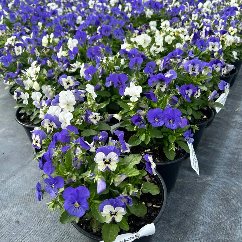 Sorbet® XP Blueberry Sundae Mix Viola Plant