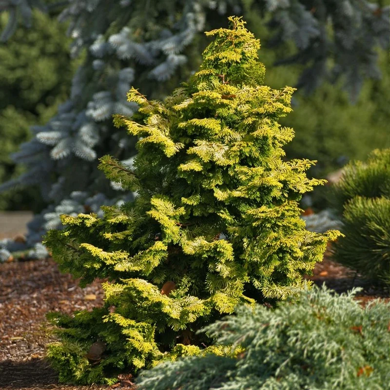 Confucius Cypress Tree