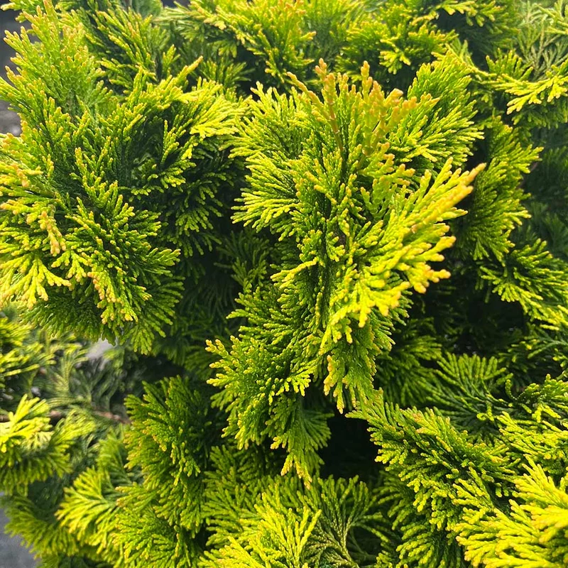 Confucius Cypress Tree