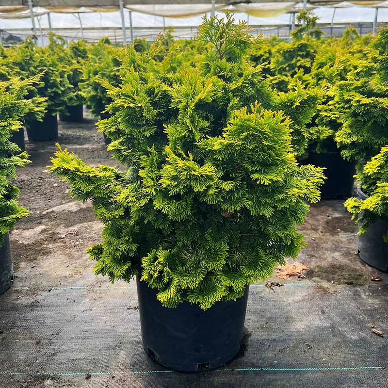 Confucius Cypress Tree