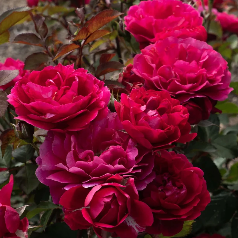 Knock Out® Roses Triple Knock Out Rose Bush