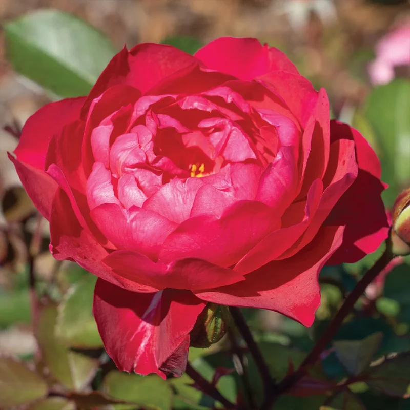 Knock Out® Roses Triple Knock Out Rose Bush