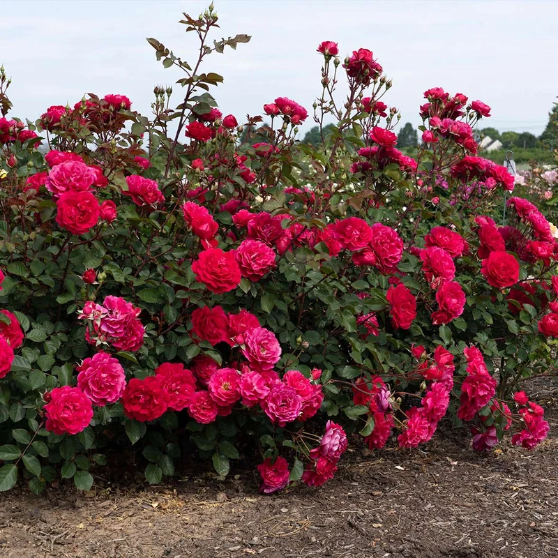 Knock Out® Roses Triple Knock Out Rose Bush