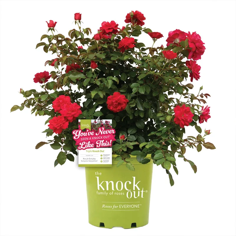 Knock Out® Roses Triple Knock Out Rose Bush
