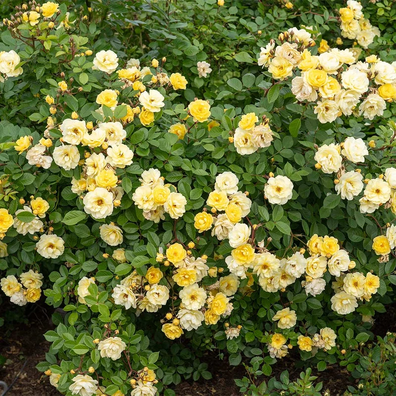 Bloomables® Lemon Frost Rose Shrub