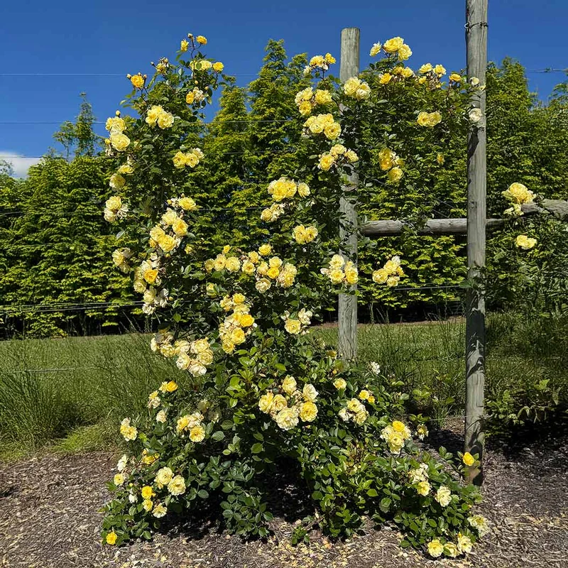 Bloomables® Lemon Frost Rose Shrub