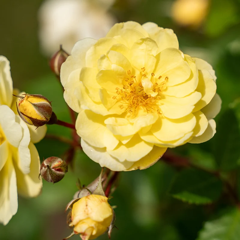 Bloomables® Lemon Frost Rose Shrub
