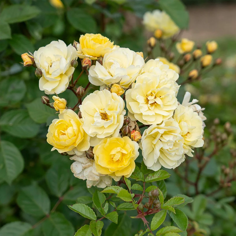 Bloomables® Lemon Frost Rose Shrub