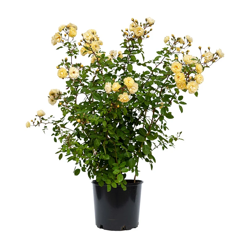 Bloomables® Lemon Frost Rose Shrub
