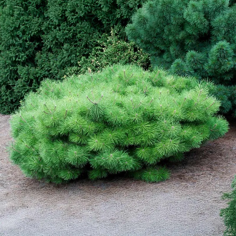 Jane Kluis Pine Shrub