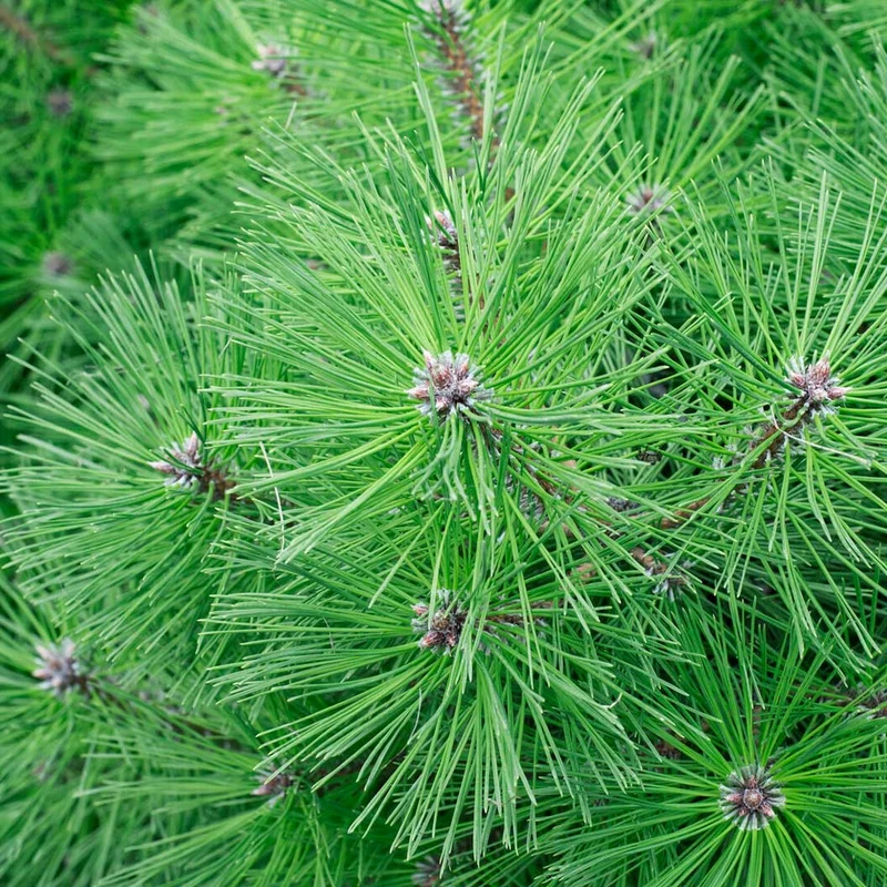 Jane Kluis Pine Shrub