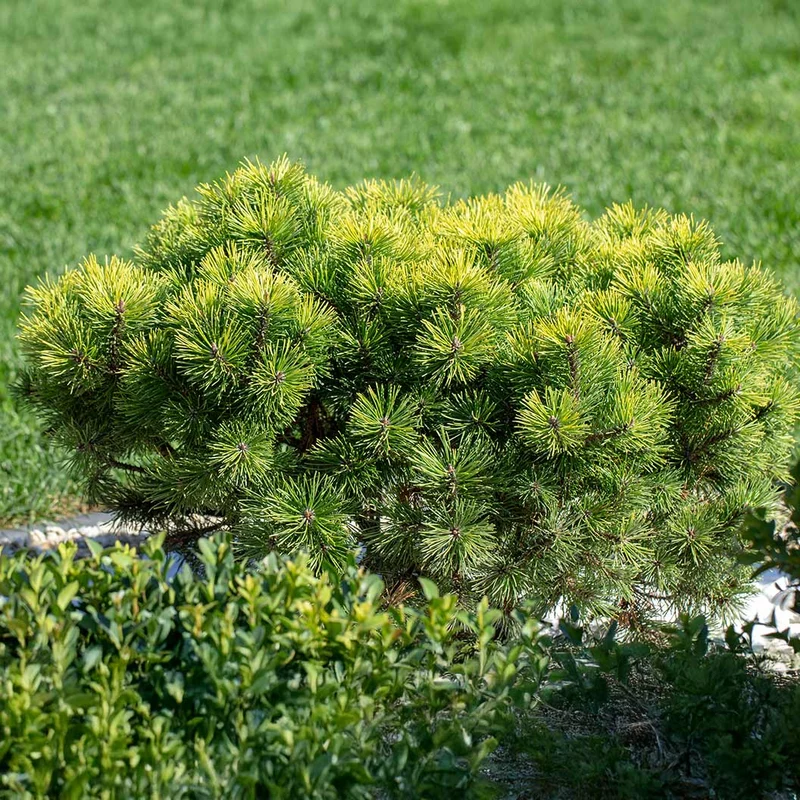 Sunshine Pine Bush