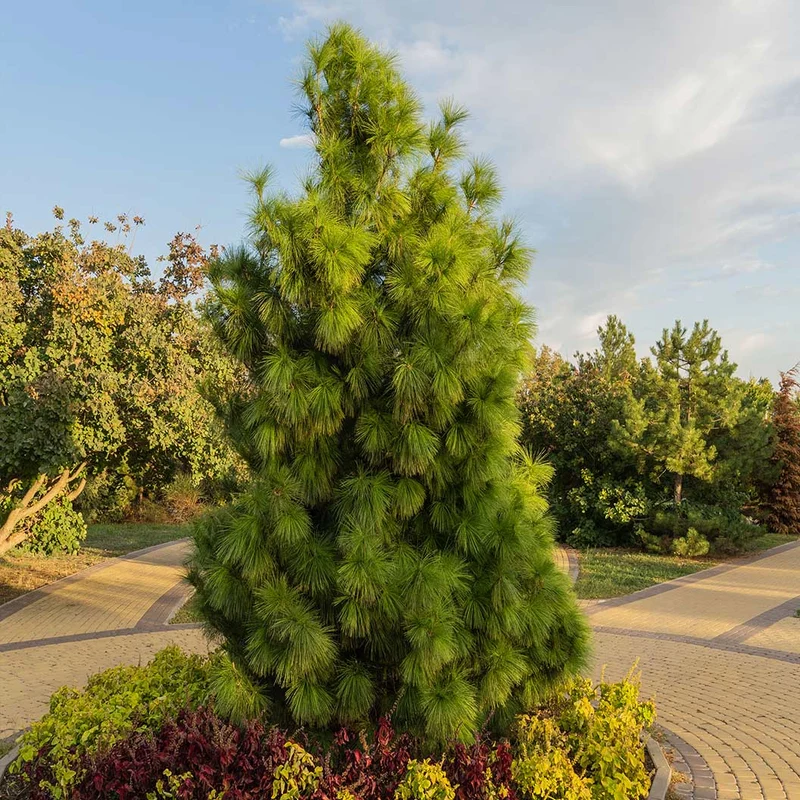 Cleary Pine Tree
