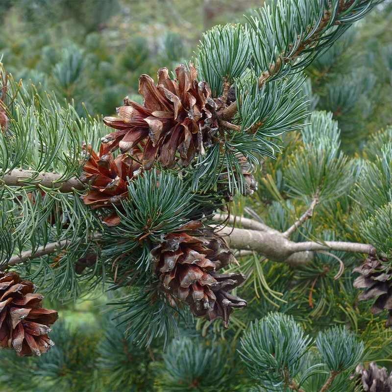 Cleary Pine Tree