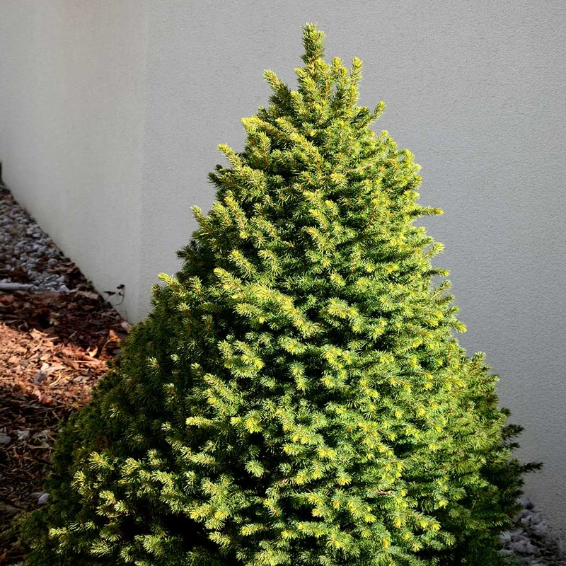 Peve Tijn Serbian Spruce Shrub