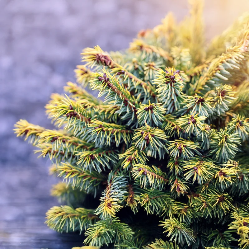 Peve Tijn Serbian Spruce Shrub