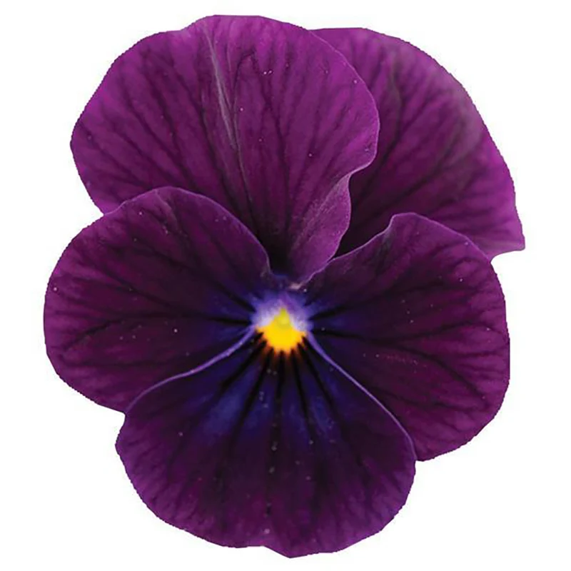 Purple Sorbet® XP Viola Plant