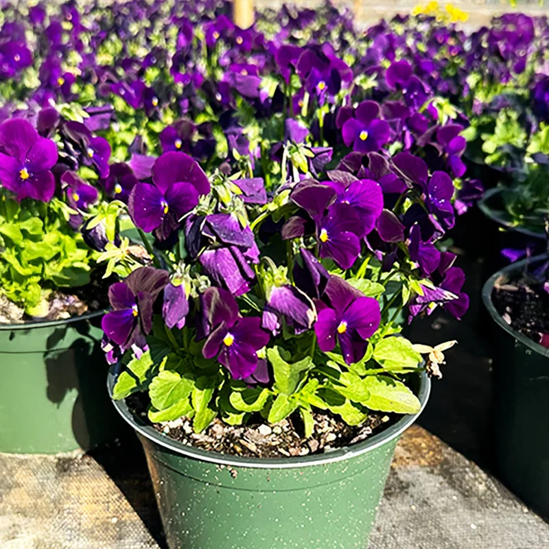Purple Sorbet® XP Viola Plant