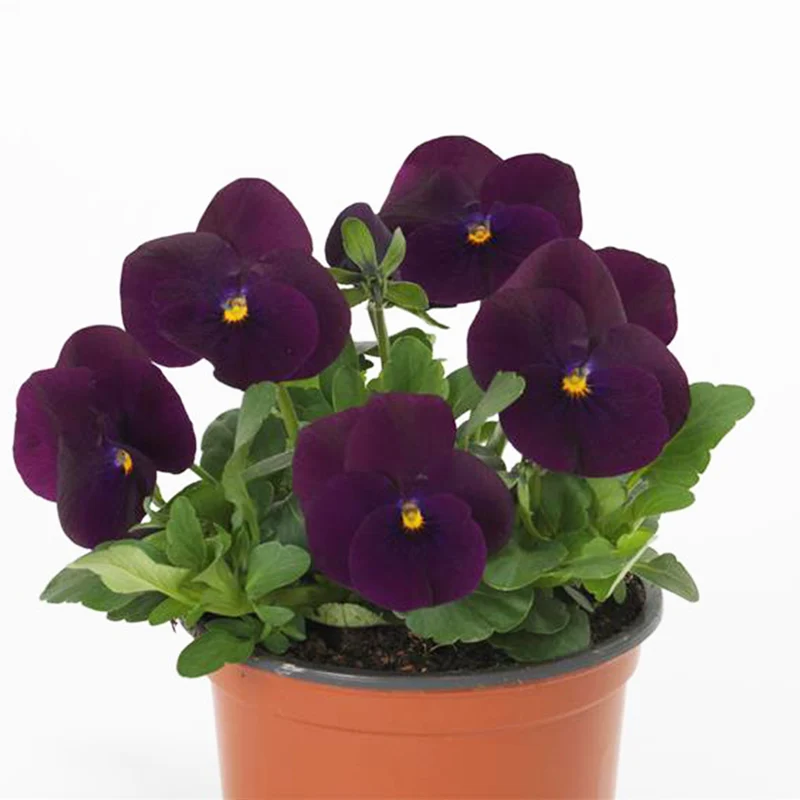 Purple Sorbet® XP Viola Plant