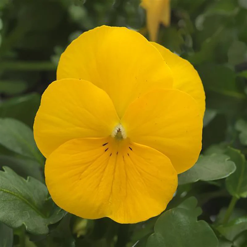 Sorbet® XP Yellow Viola Plant