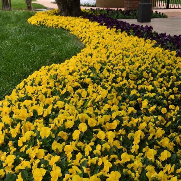 Sorbet® XP Yellow Viola Plant