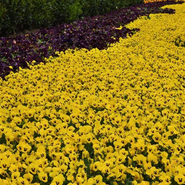 Sorbet® XP Yellow Viola Plant