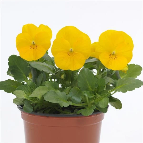 Sorbet® XP Yellow Viola Plant