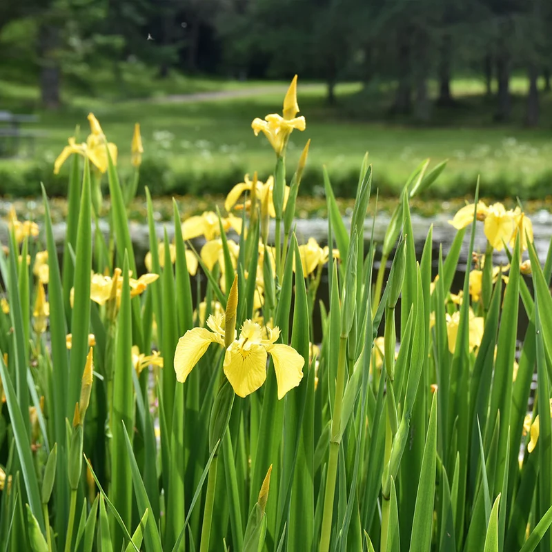 Yellow Flag Iris Plant