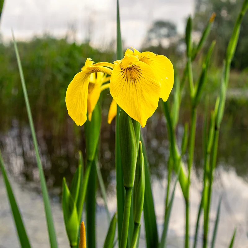 Yellow Flag Iris Plant