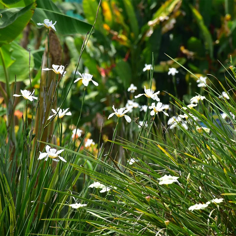 African Iris Plant