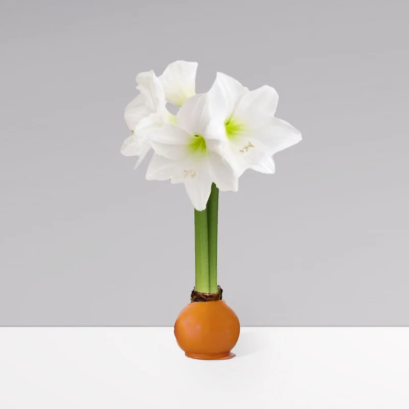 Gardenuity® Autumn Orange Wax-Dipped Amaryllis Bulb