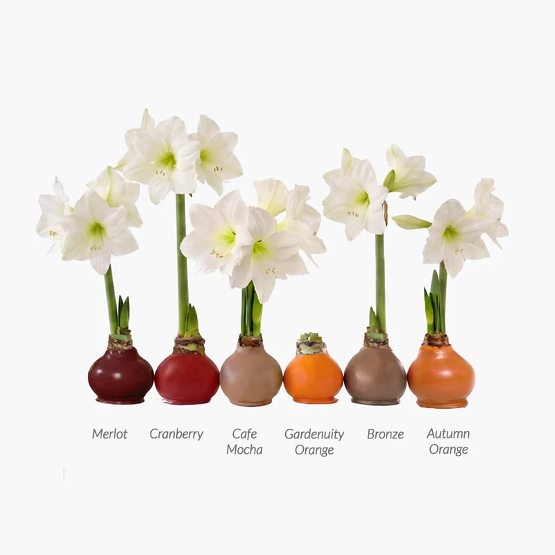 Gardenuity® Orange Wax-Dipped Amaryllis Bulb