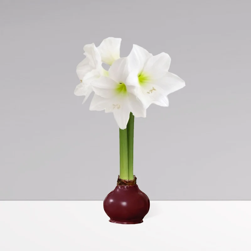 Gardenuity® Merlot Wax-Dipped Amaryllis Bulb