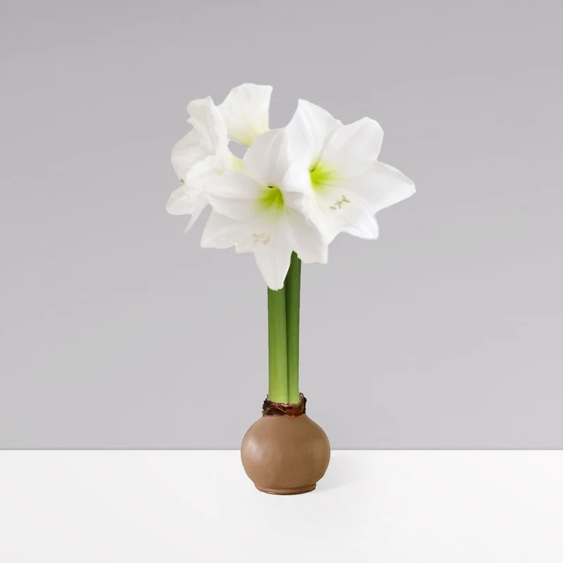 Gardenuity® Cafe Mocha Wax-Dipped Amaryllis Bulb