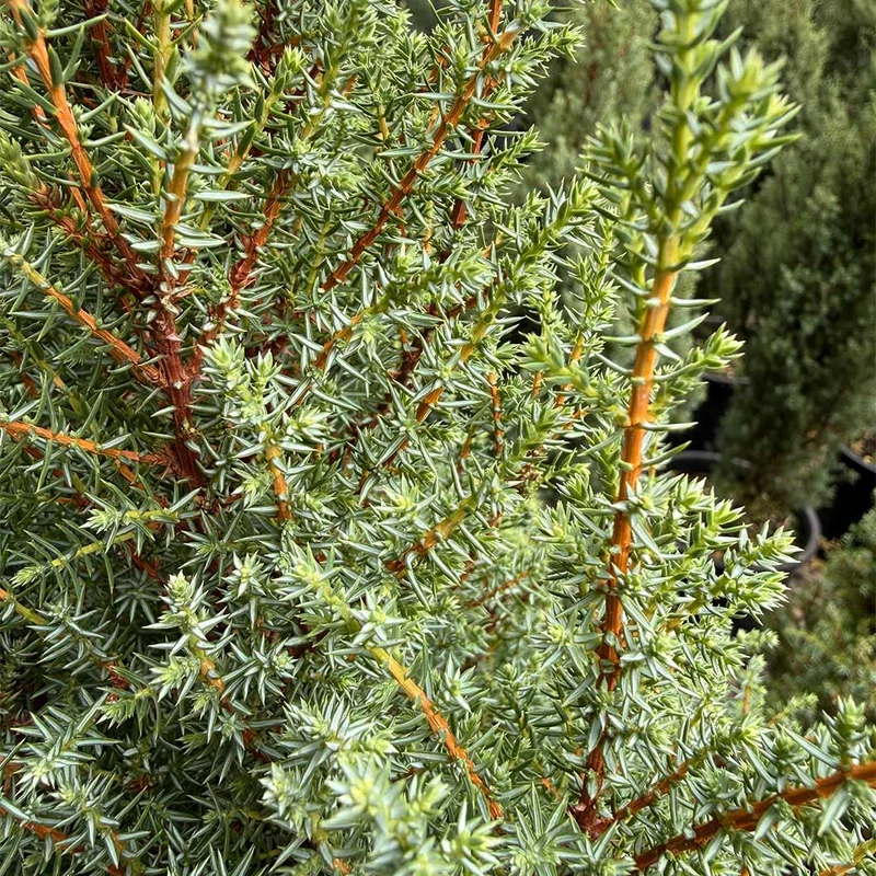 Compressa Juniper Shrub