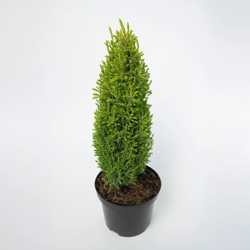 Compressa Juniper Shrub