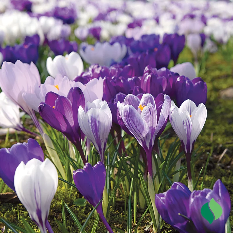 Blue Moon Mix Crocus Bulbs