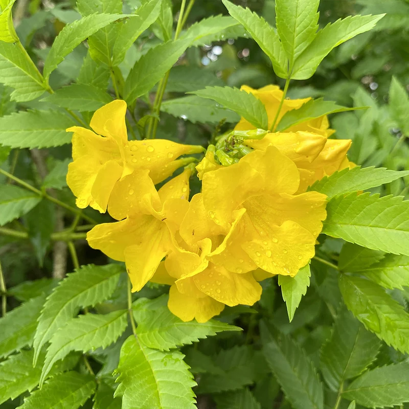 Gold Star™ Esperanza Shrub