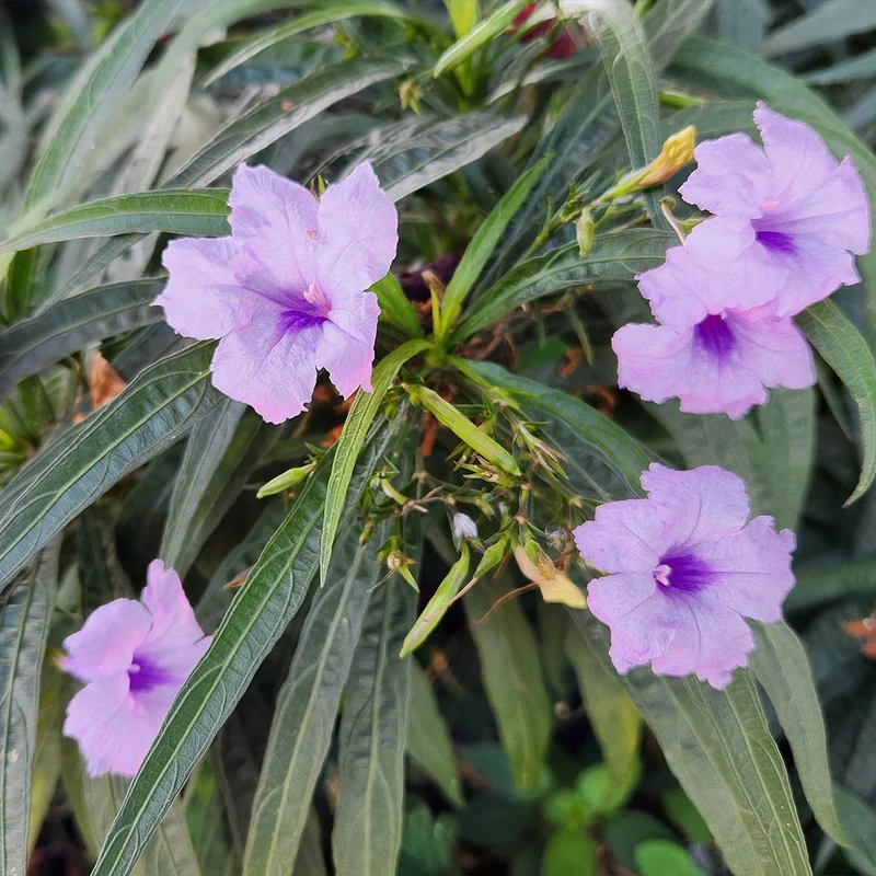 Katie Ruellia Plant