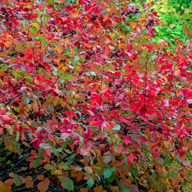 Aromatic Sumac Shrub