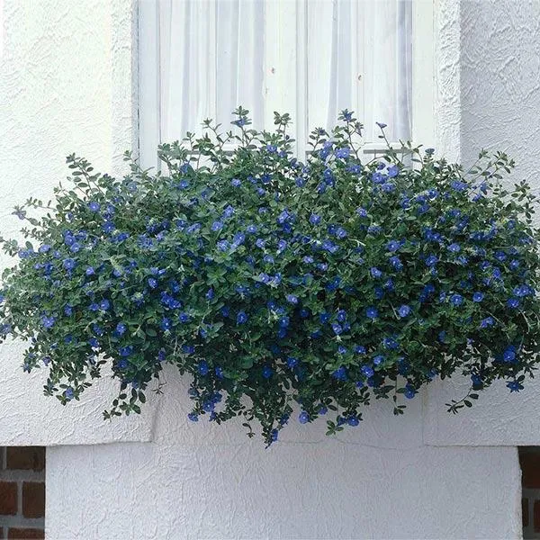 Blue Daze Morning Glory Plant