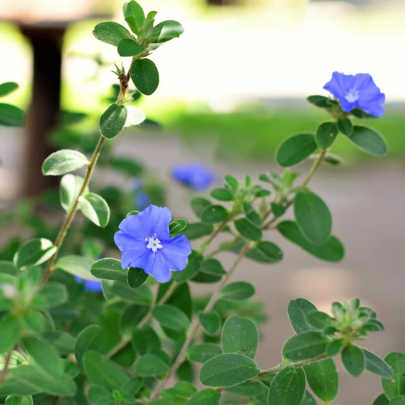Blue Daze Morning Glory Plant