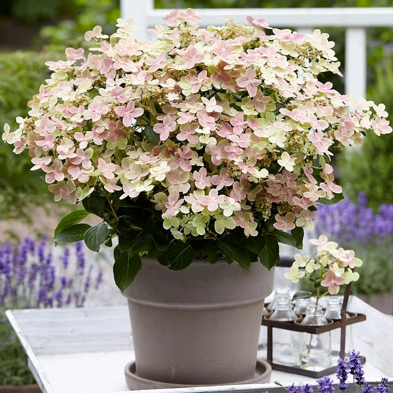 Early Evolution Hydrangea